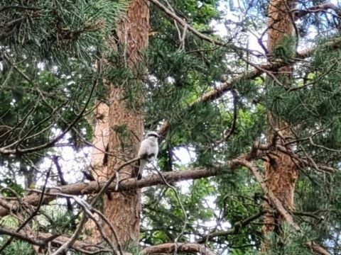 1-komnatnaya-poselok-druzhnyy-kstovskiy-rayon фото