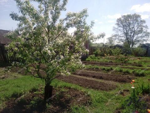 dom-selo-venec-sosnovskiy-rayon фото