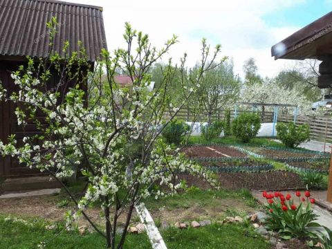 dacha-derevnya-gubcevo-gorodskoy-okrug-chkalovsk фото