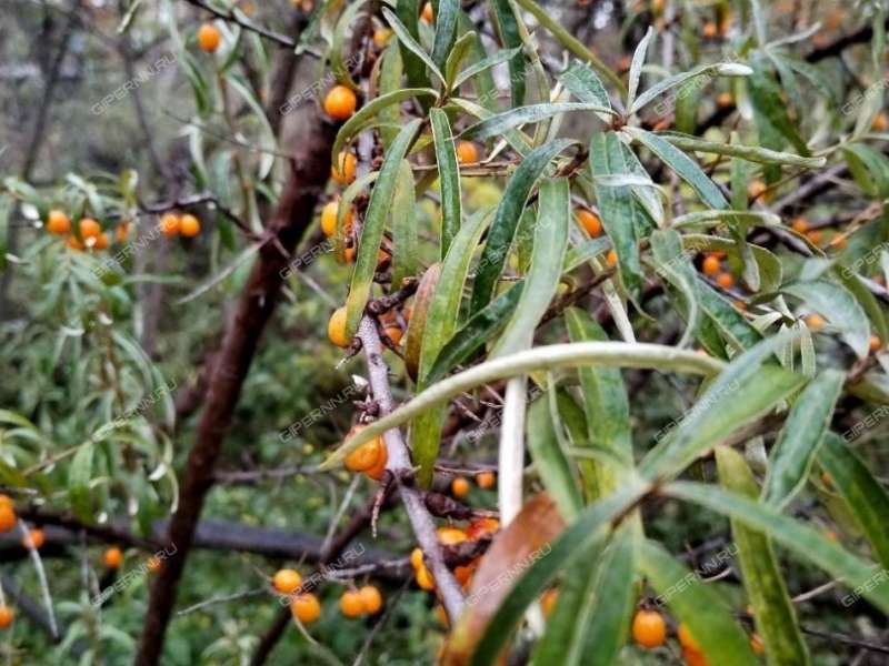 земельный участок 7 соток СНТ Садовод