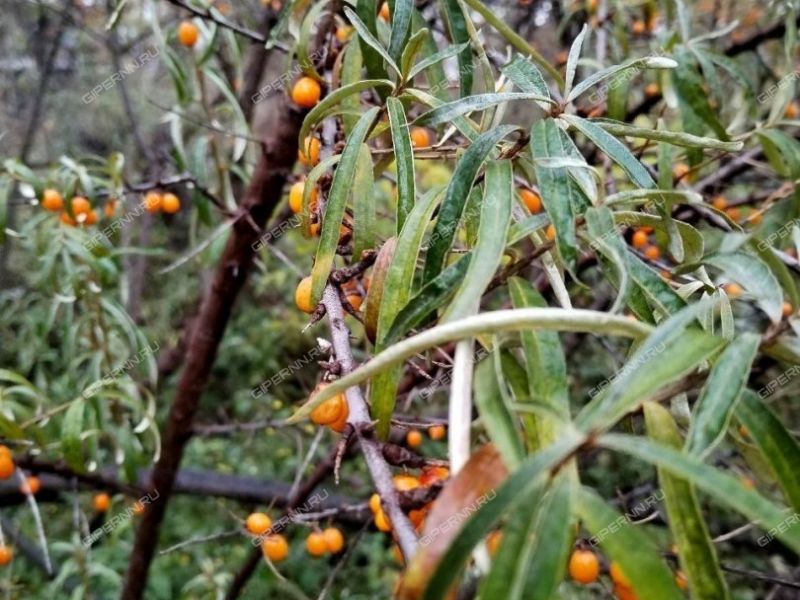 земельный участок 7 соток СНТ Садовод