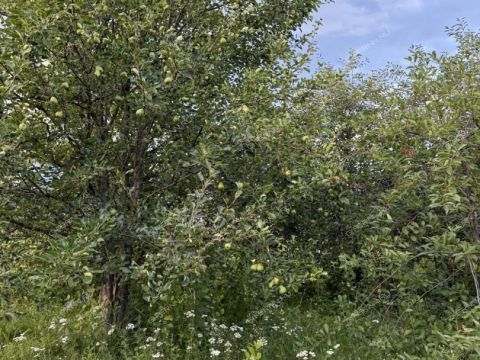 dom-derevnya-ankudinovka-kstovskiy-rayon фото