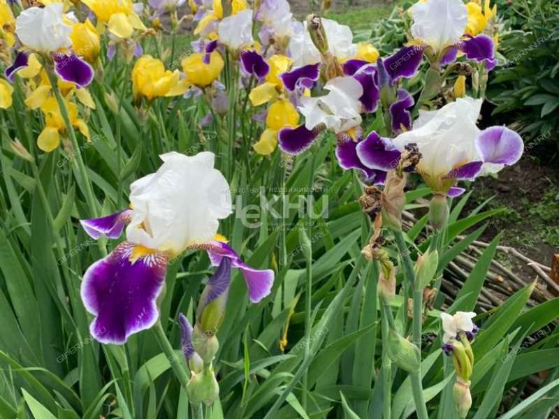 дом на  село Троицкое 2-е