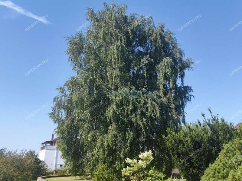 коттедж на улице Луговая село Безводное