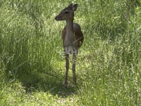 dom-derevnya-stupino-gorodskoy-okrug-chkalovsk фото