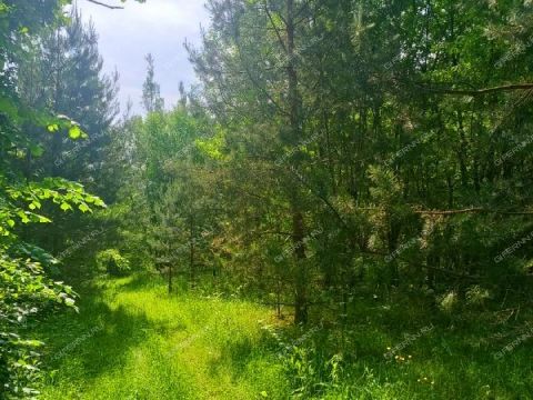 poselok-sovhoznyy-balahninskiy-municipalnyy-okrug фото