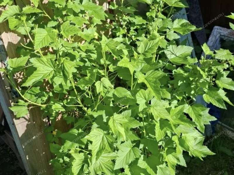 однокомнатная квартира на улице Академика Павлова дом 8