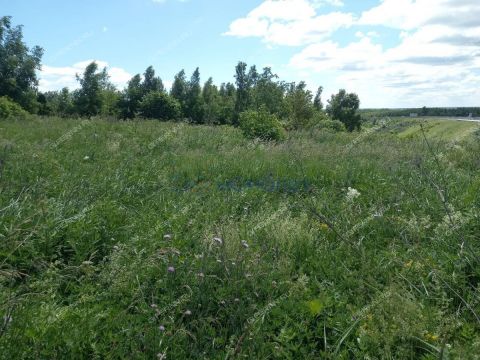 derevnya-krutec-doskinskiy-selsovet-bogorodskiy-municipalnyy-okrug фото