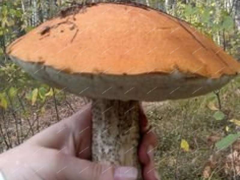 дом на улице Федотиха рабочий посёлок Гидроторф