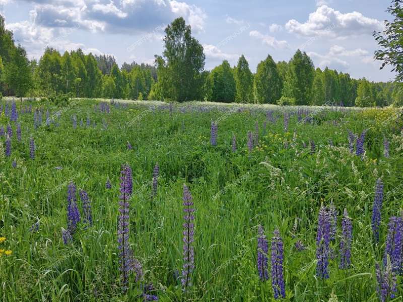 дом на Лесная посёлок Новинки