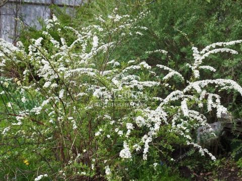 dacha-snt-sokol-sad-n1-snt-sokol-sad-1 фото
