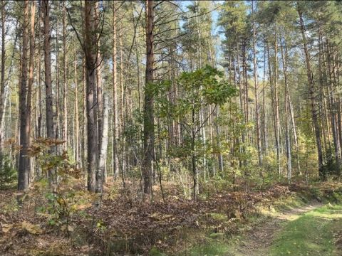 poselok-bor-lyskovskiy-municipalnyy-okrug фото